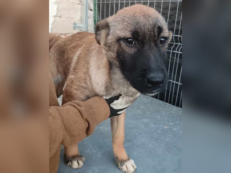 TASCHA, schüchterne Junghündin, 7 Monate, ca. 41 cm, Malinois-Mischling, Tierschutz Rumänien