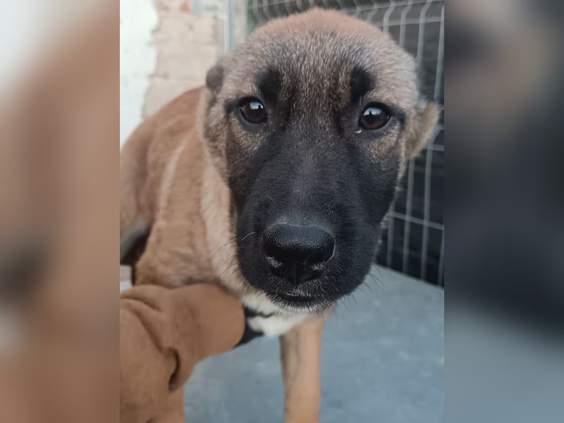 TASCHA, schüchterne Junghündin, 7 Monate, ca. 41 cm, Malinois-Mischling, Tierschutz Rumänien