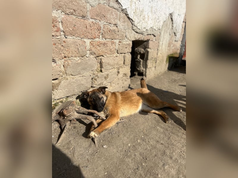 TIRANA, munterer Malinois-Mix, 10 Monate, 48 cm, Tierschutz Rumänien