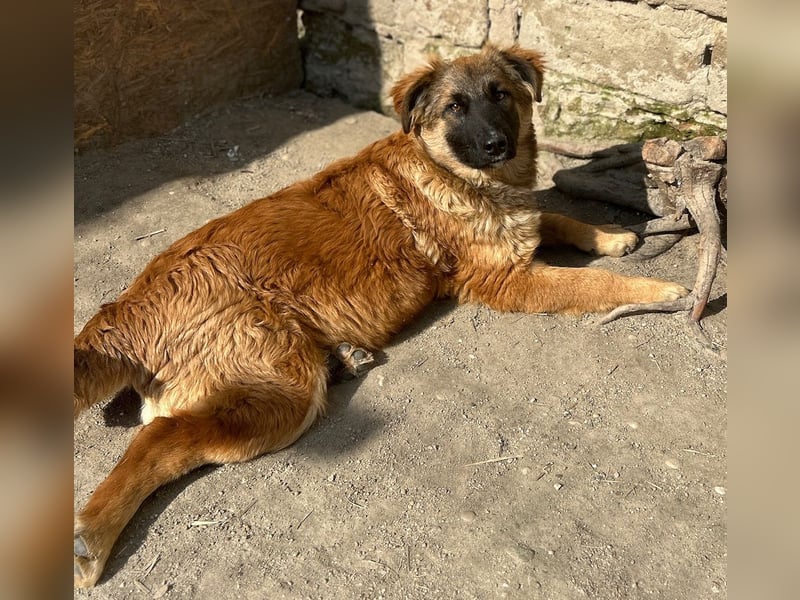 TUTU, liebes Mali-Mix-Mädchen, 8 Monate, 43 cm, Tierschutz Rumänien