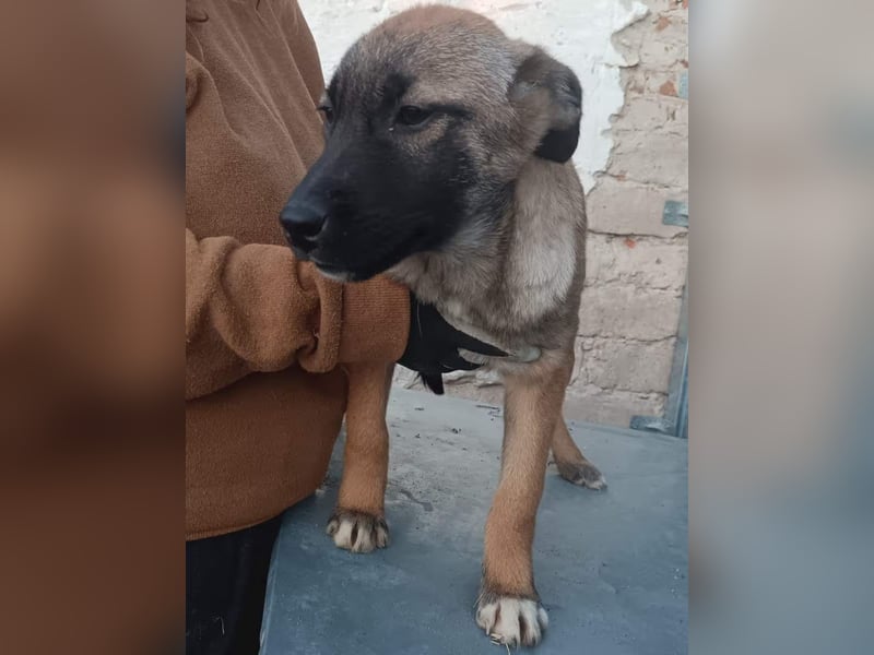 TASCHA, schüchterne Junghündin, 7 Monate, ca. 41 cm, Malinois-Mischling, Tierschutz Rumänien