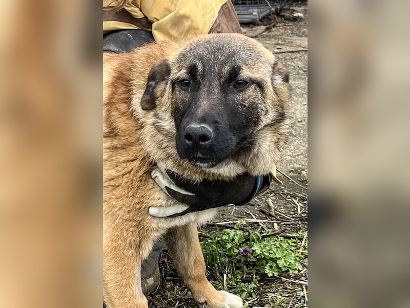 TASCHA, schüchterne Junghündin, 7 Monate, ca. 41 cm, Malinois-Mischling, Tierschutz Rumänien