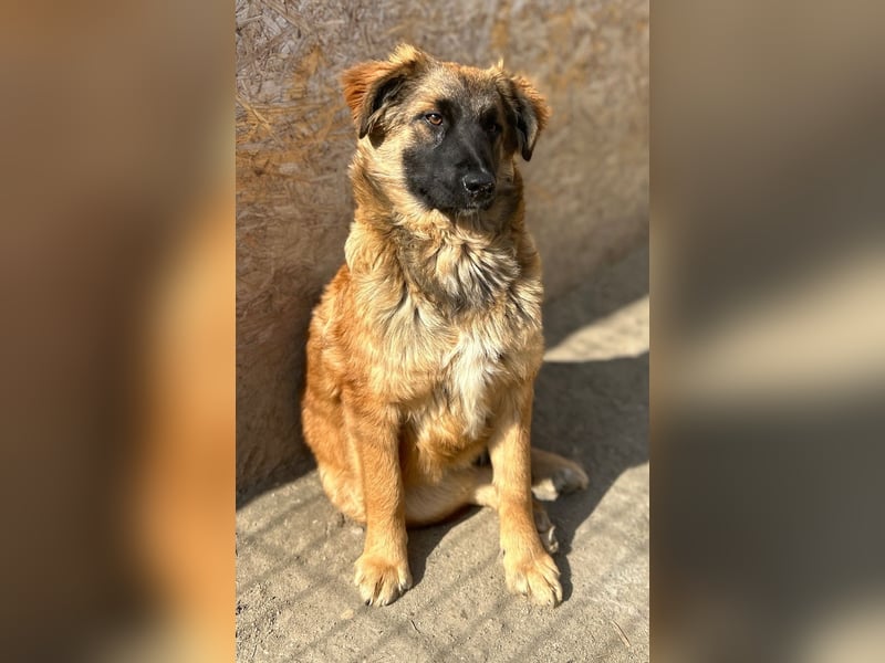 TUTU, liebes Mali-Mix-Mädchen, 8 Monate, 43 cm, Tierschutz Rumänien