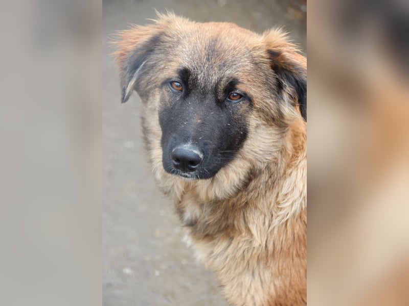 TUTU, liebes Mali-Mix-Mädchen, 8 Monate, 43 cm, Tierschutz Rumänien