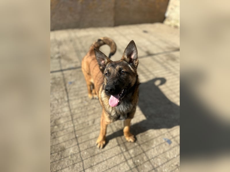 TIRANA, munterer Malinois-Mix, 10 Monate, 48 cm, Tierschutz Rumänien