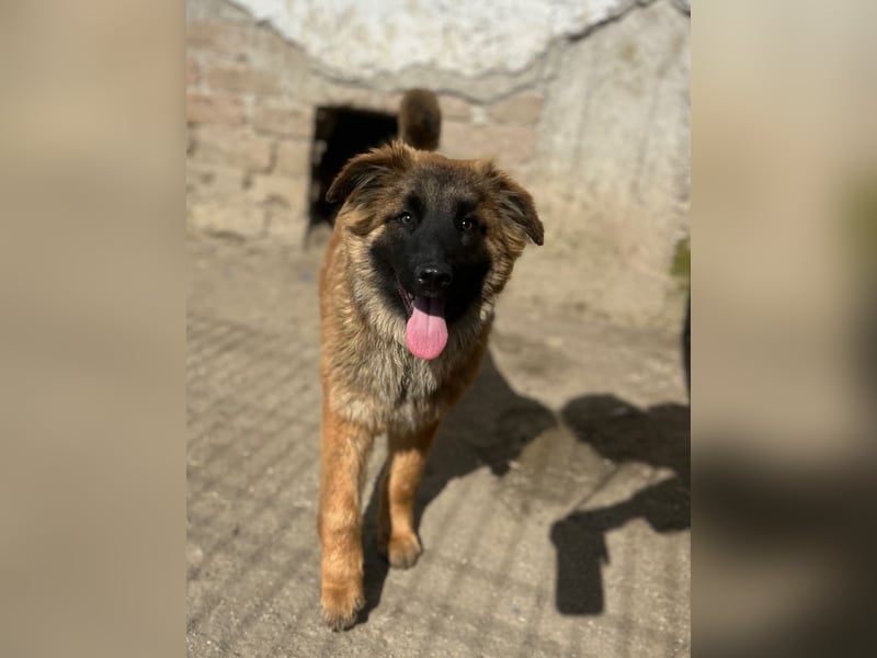 TET, selbstbewusster Junghund, 7 Monate, ca. 46 cm, Malinois-Mischling, Tierschutz Rumänien