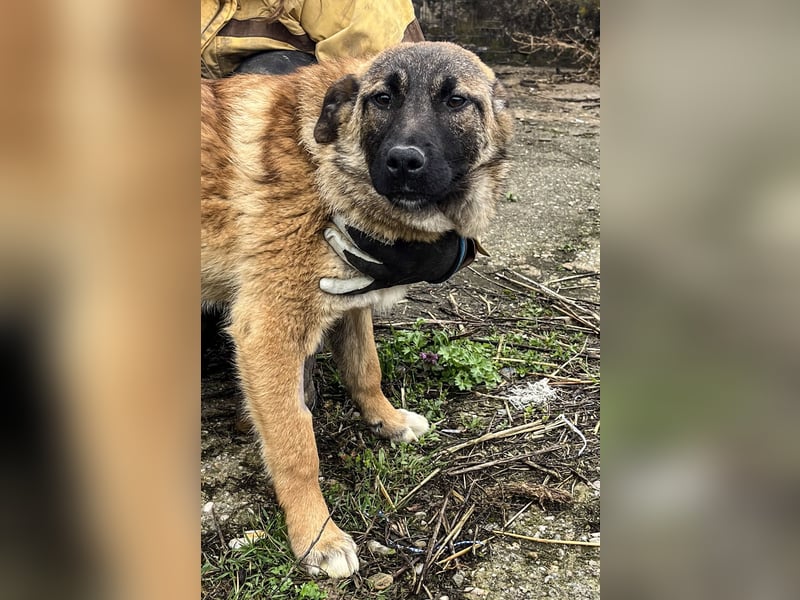 TASCHA, schüchterne Junghündin, 7 Monate, ca. 41 cm, Malinois-Mischling, Tierschutz Rumänien