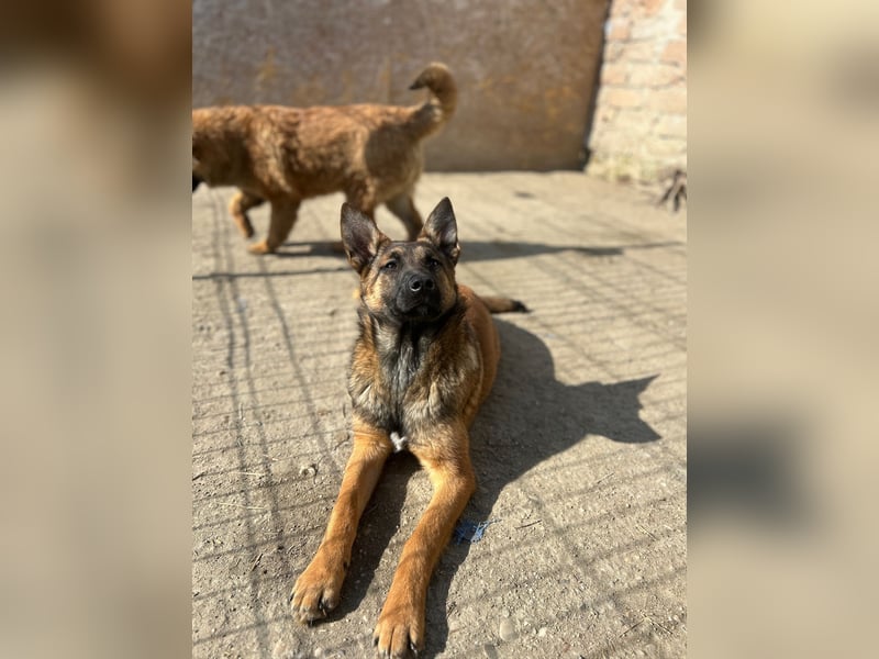 TIRANA, munterer Malinois-Mix, 10 Monate, 48 cm, Tierschutz Rumänien