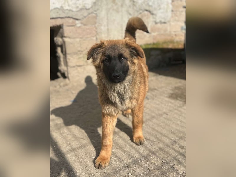 TET, selbstbewusster Junghund, 7 Monate, ca. 46 cm, Malinois-Mischling, Tierschutz Rumänien