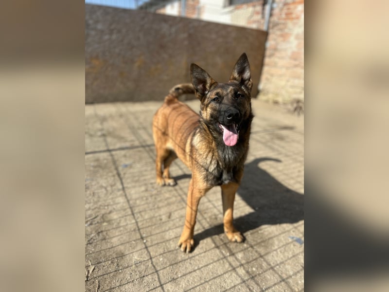 TIRANA, munterer Malinois-Mix, 10 Monate, 48 cm, Tierschutz Rumänien
