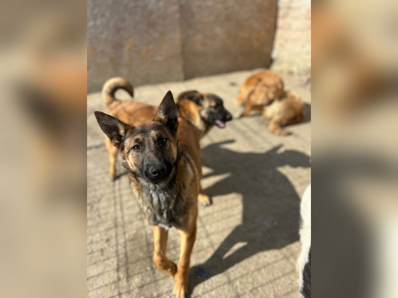 TIRANA, munterer Malinois-Mix, 10 Monate, 48 cm, Tierschutz Rumänien