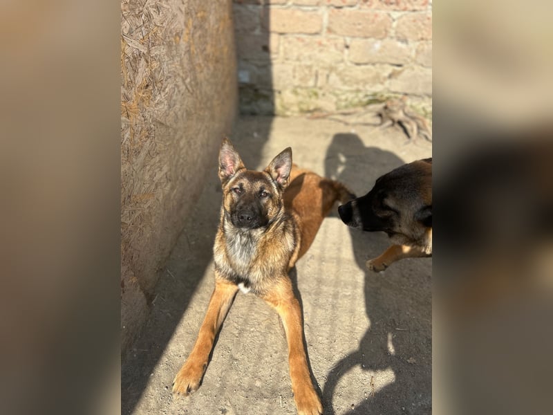 TIRANA, munterer Malinois-Mix, 10 Monate, 48 cm, Tierschutz Rumänien