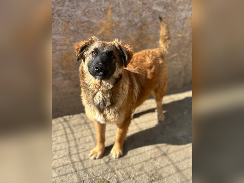 TET, selbstbewusster Junghund, 7 Monate, ca. 46 cm, Malinois-Mischling, Tierschutz Rumänien