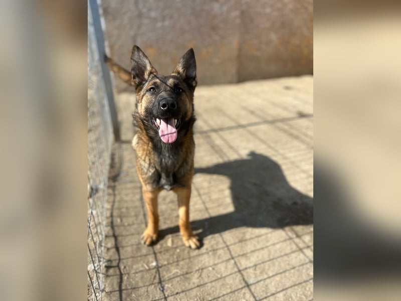 TIRANA, munterer Malinois-Mix, 10 Monate, 48 cm, Tierschutz Rumänien
