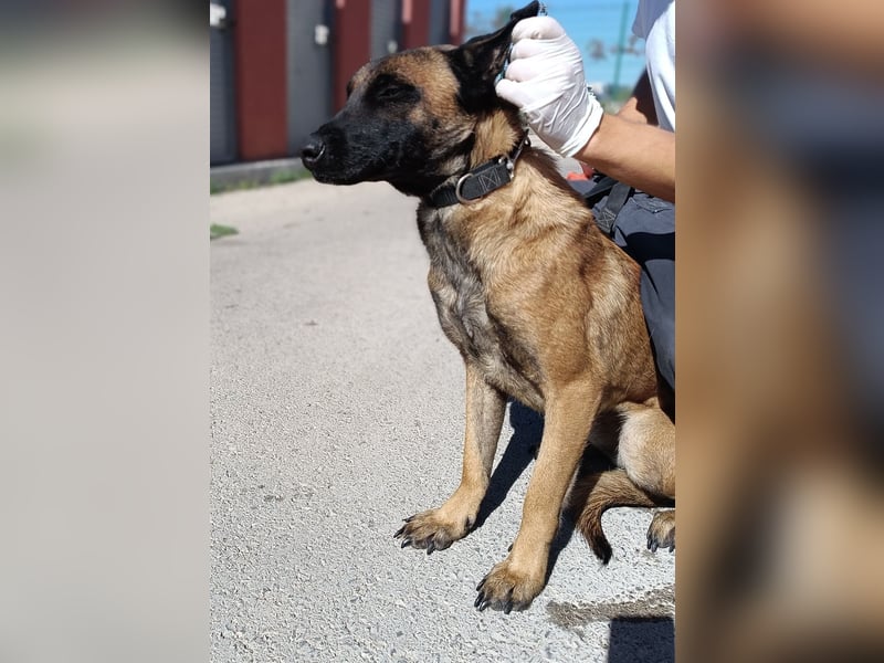 hübsche Malinois Mischlings-Hündin Arya sucht ein Zuhause