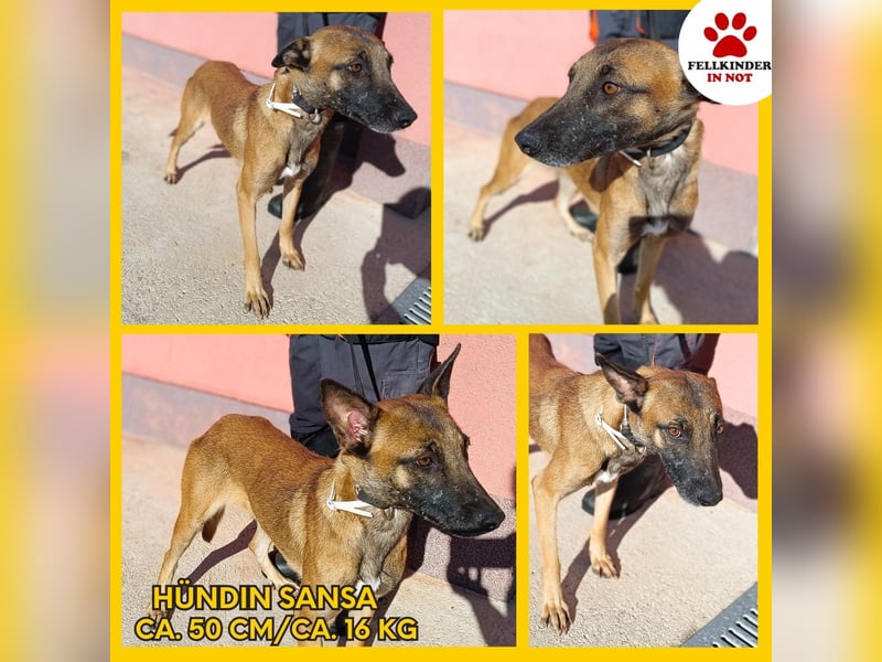 liebe Malinois Mischlings-Hündin Sansa sucht ein Zuhause oder Pflegestelle