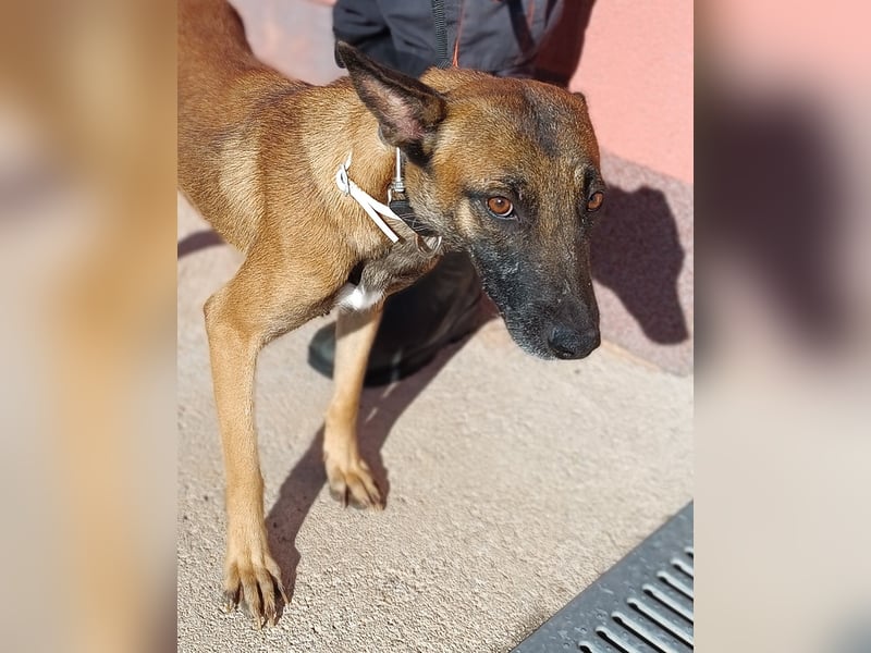 liebe Malinois Mischlings-Hündin Sansa sucht ein Zuhause oder Pflegestelle