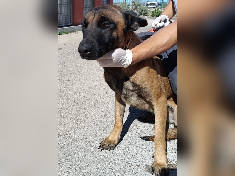 hübsche Malinois Mischlings-Hündin Arya sucht ein Zuhause