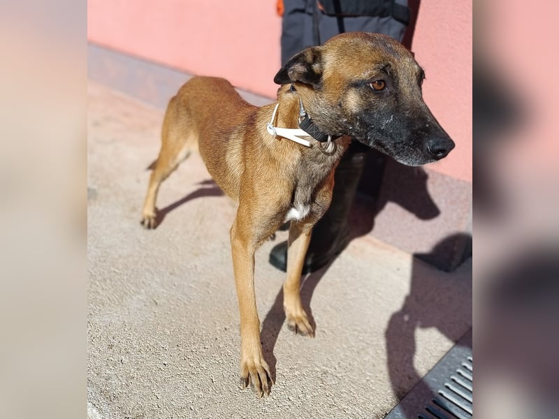 liebe Malinois Mischlings-Hündin Sansa sucht ein Zuhause oder Pflegestelle