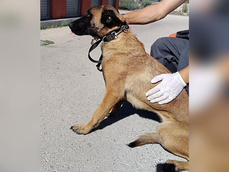 hübsche Malinois Mischlings-Hündin Arya sucht ein Zuhause