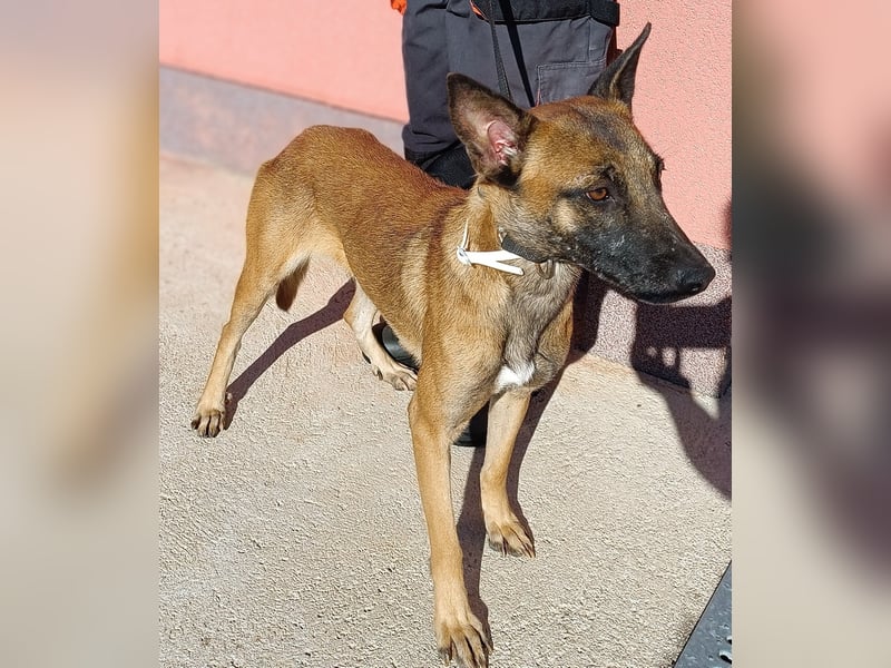 liebe Malinois Mischlings-Hündin Sansa sucht ein Zuhause oder Pflegestelle