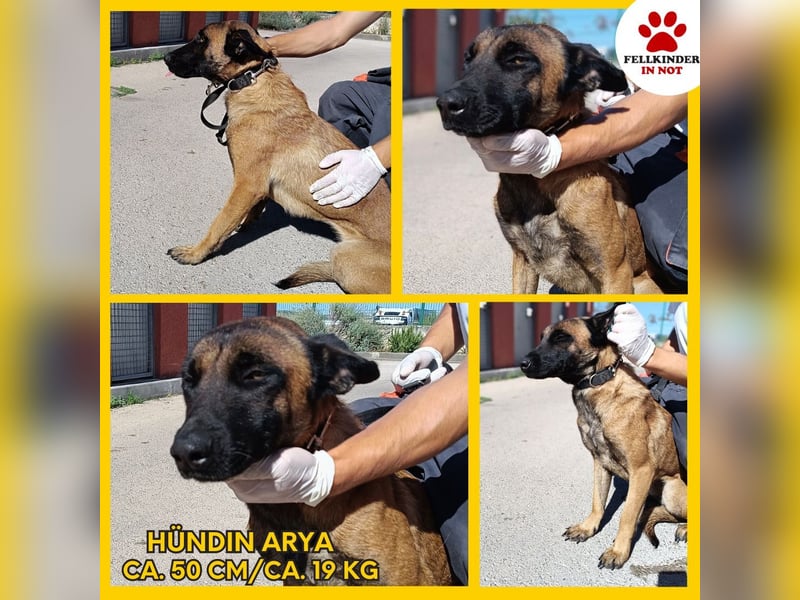 hübsche Malinois Mischlings-Hündin Arya sucht ein Zuhause