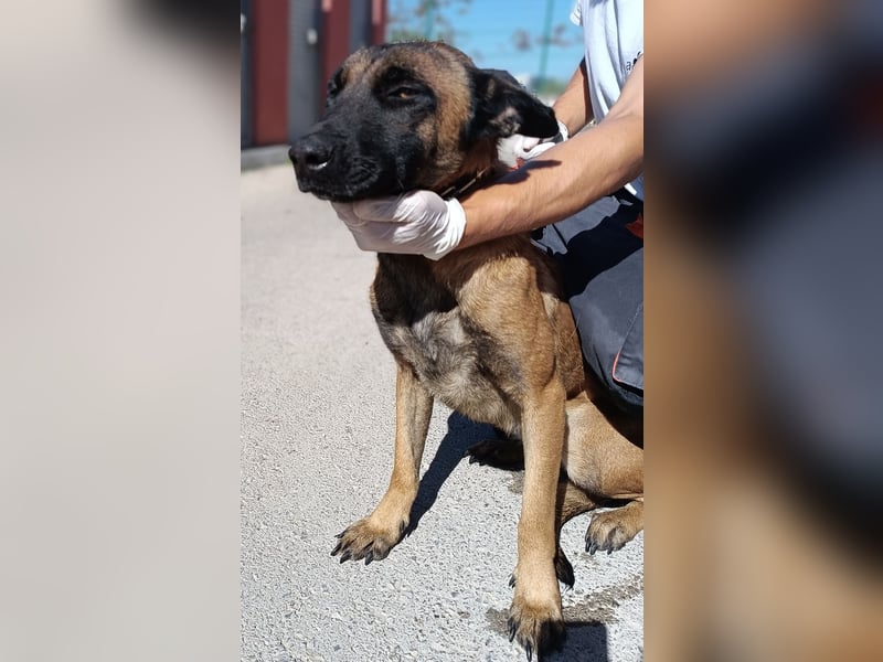 hübsche Malinois Mischlings-Hündin Arya sucht ein Zuhause