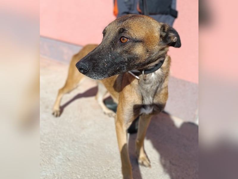 liebe Malinois Mischlings-Hündin Sansa sucht ein Zuhause oder Pflegestelle