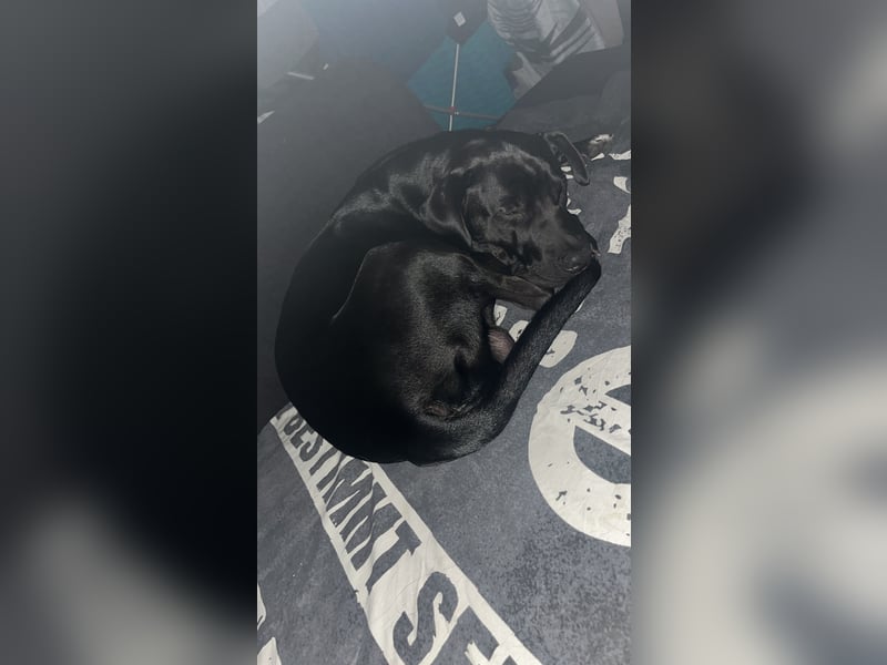 Gebe meinen Sammy in gute Hände