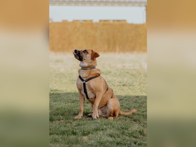 Vili-LM, intelligent und aktiv sucht die passende Familie