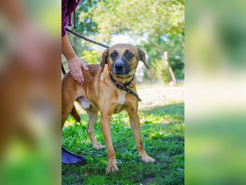 Vili-LM, intelligent und aktiv sucht die passende Familie