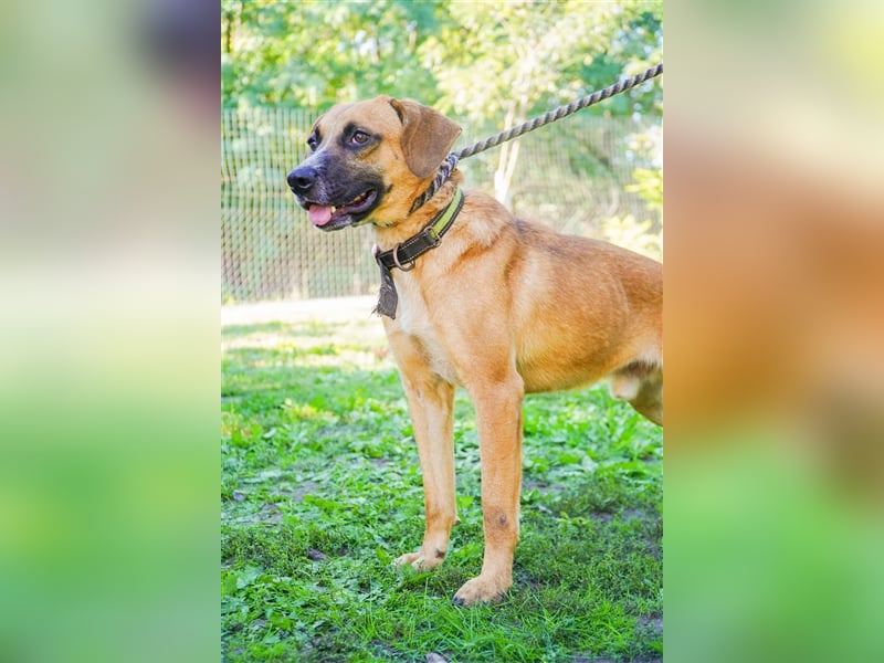 Vili-LM, intelligent und aktiv sucht die passende Familie