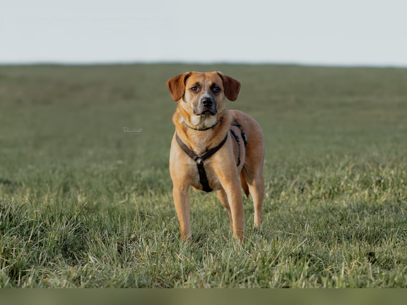 Vili-LM, intelligent und aktiv sucht die passende Familie