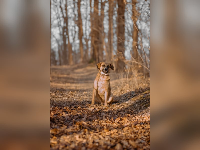 Vili-LM, intelligent und aktiv sucht die passende Familie