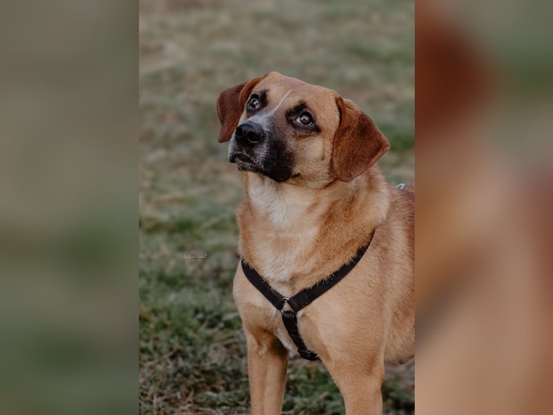 Vili-LM, intelligent und aktiv sucht die passende Familie