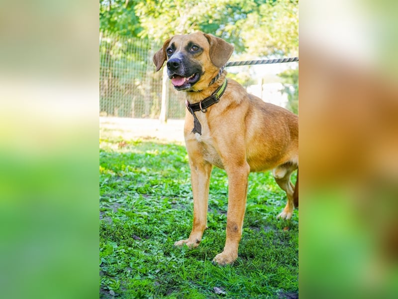 Vili-LM, intelligent und aktiv sucht die passende Familie