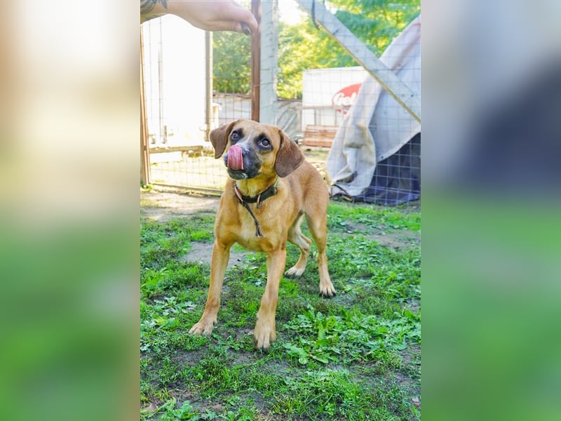 Vili-LM, intelligent und aktiv sucht die passende Familie