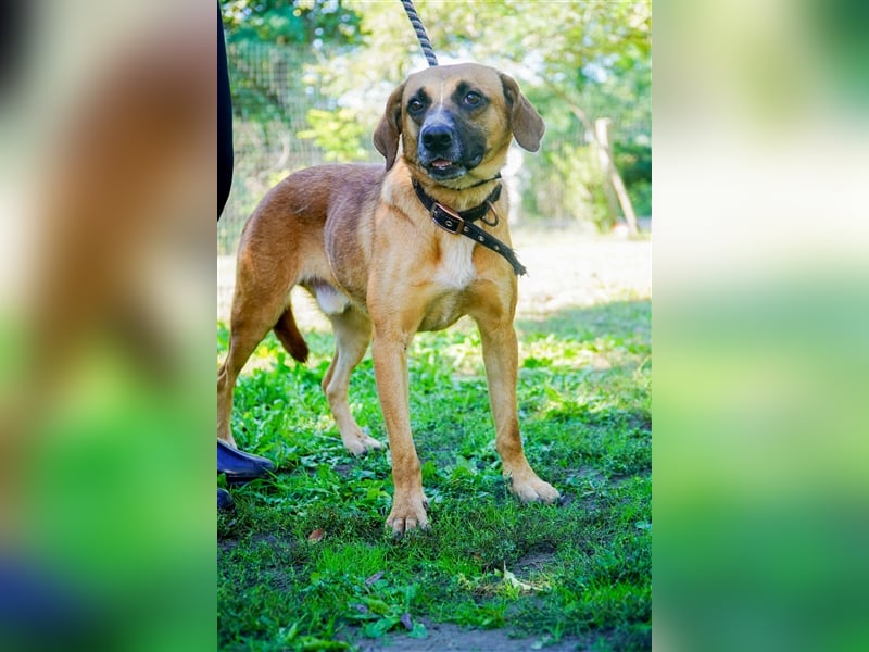 Vili-LM, intelligent und aktiv sucht die passende Familie