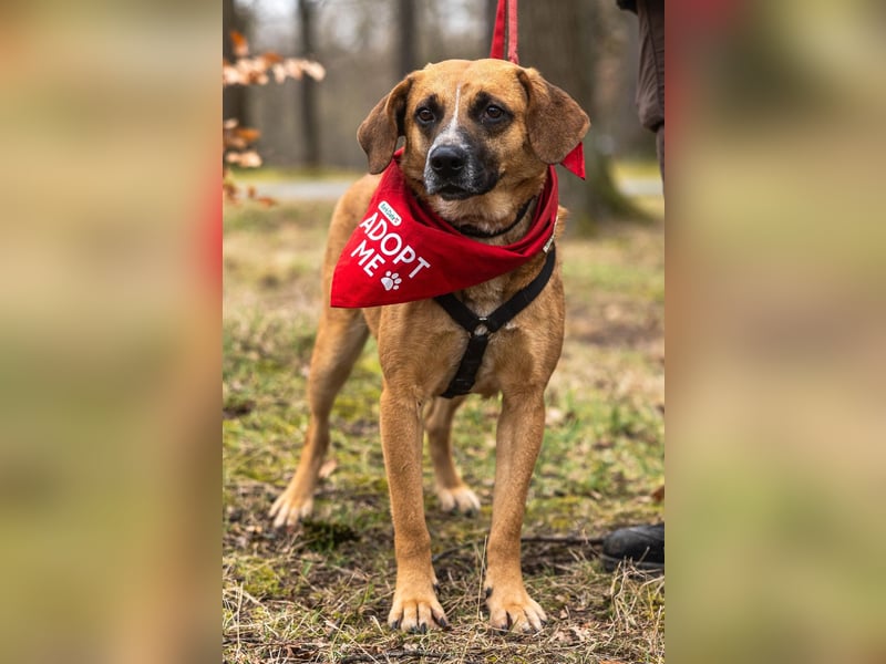 Vili-LM, intelligent und aktiv sucht die passende Familie