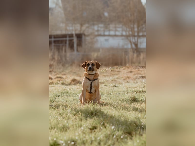 Vili-LM, intelligent und aktiv sucht die passende Familie