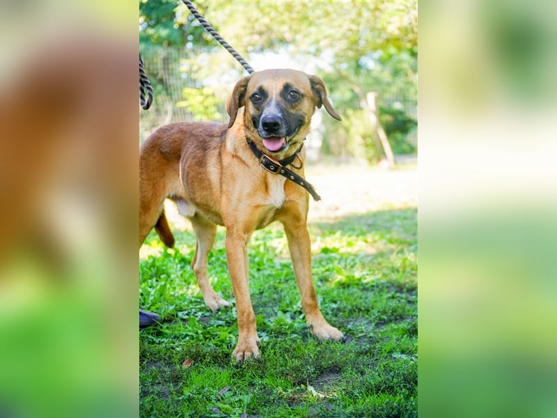 Vili-LM, intelligent und aktiv sucht die passende Familie