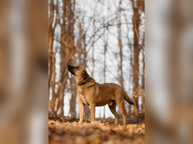 Vili-LM, intelligent und aktiv sucht die passende Familie