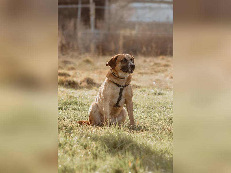 Vili-LM, intelligent und aktiv sucht die passende Familie