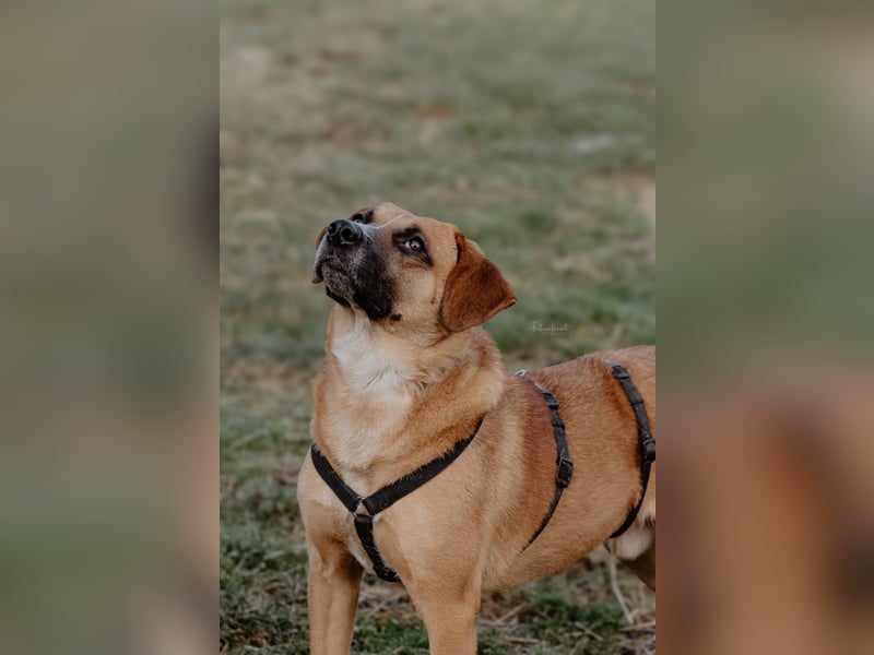 Vili-LM, intelligent und aktiv sucht die passende Familie