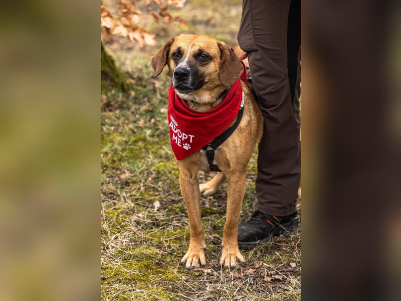 Vili-LM, intelligent und aktiv sucht die passende Familie