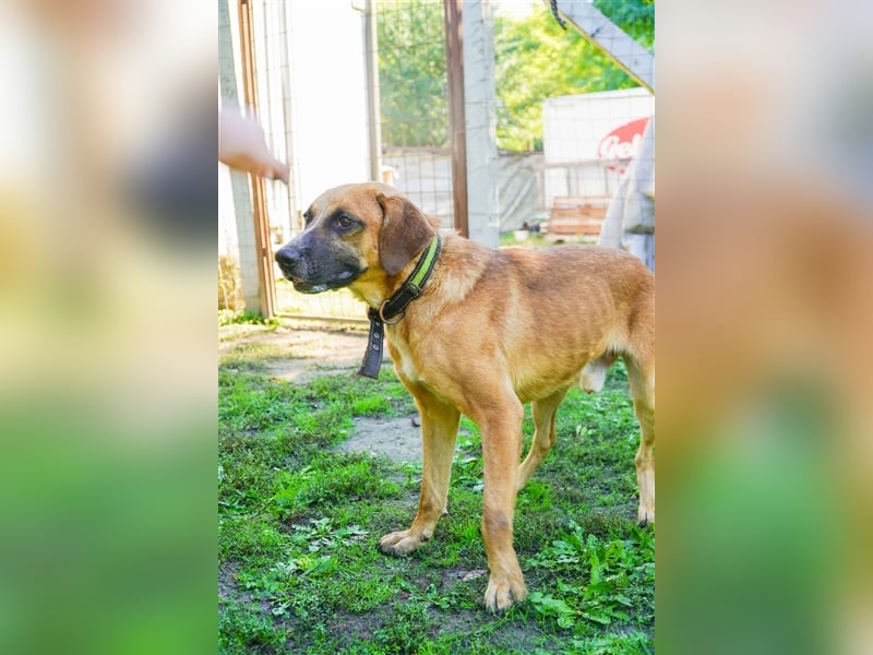 Vili-LM, intelligent und aktiv sucht die passende Familie