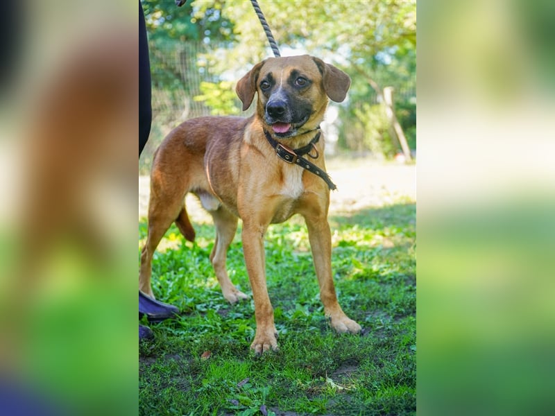 Vili-LM, intelligent und aktiv sucht die passende Familie