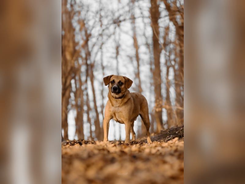 Vili-LM, intelligent und aktiv sucht die passende Familie