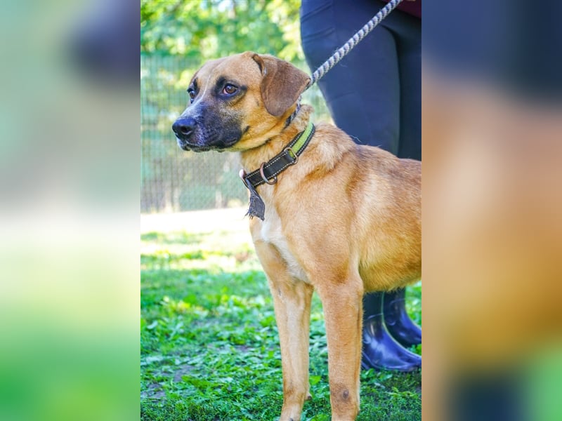 Vili-LM, intelligent und aktiv sucht die passende Familie