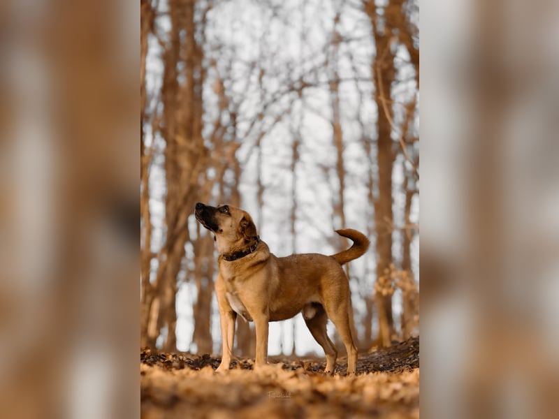 Vili-LM, intelligent und aktiv sucht die passende Familie